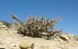 Astragalus spinosus