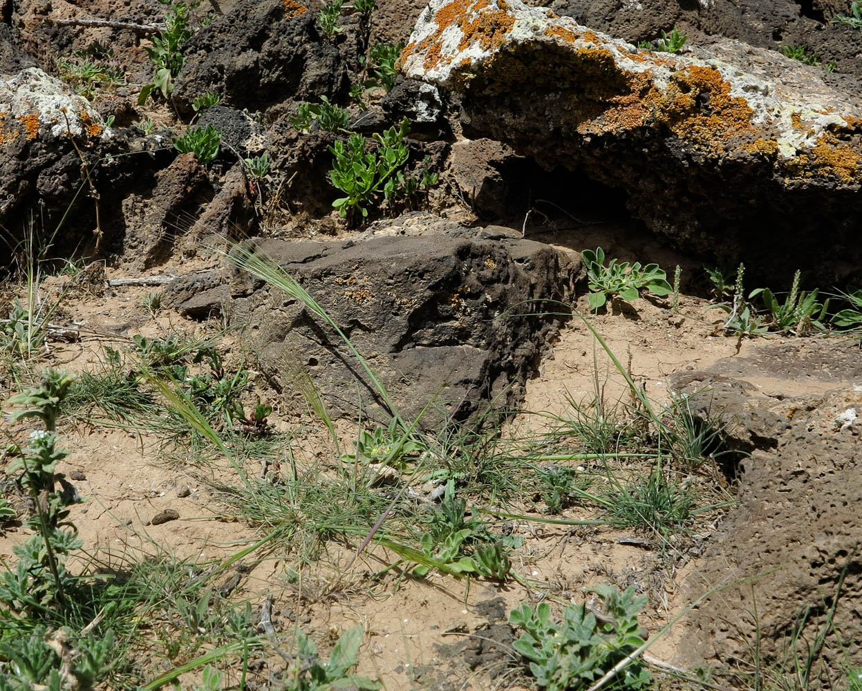 Image of Stipellula capensis specimen.