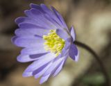 Anemone blanda. Цветок. Греция, Пелопоннес, окр. пос. Фолой; лес в горах. 20.03.2015.