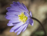 Anemone blanda