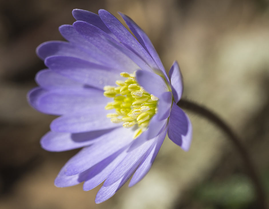 Изображение особи Anemone blanda.