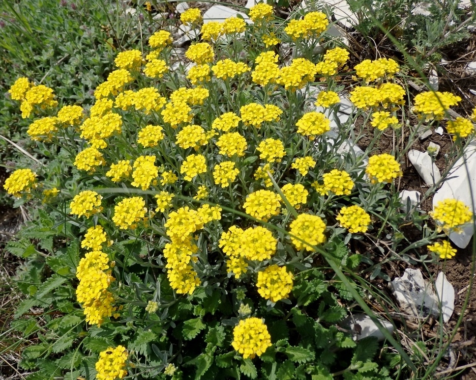 Изображение особи Alyssum trichostachyum.