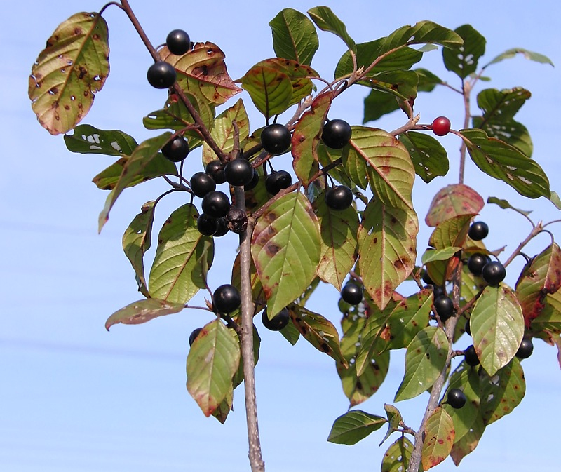 Image of Frangula alnus specimen.