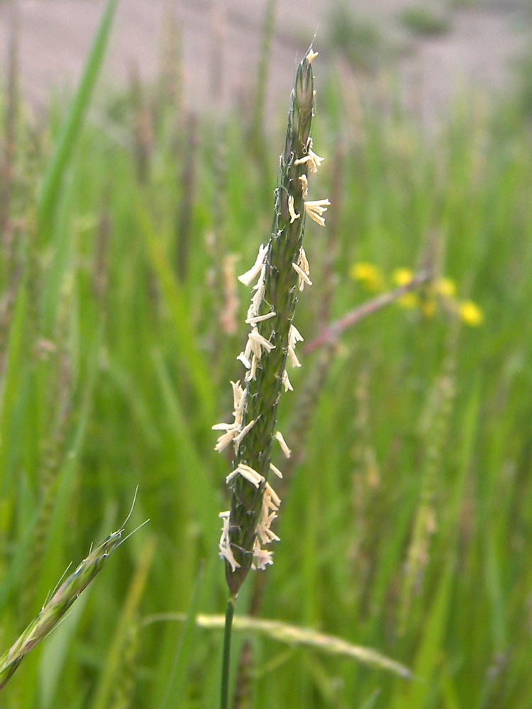 Image of Alopecurus myosuroides specimen.