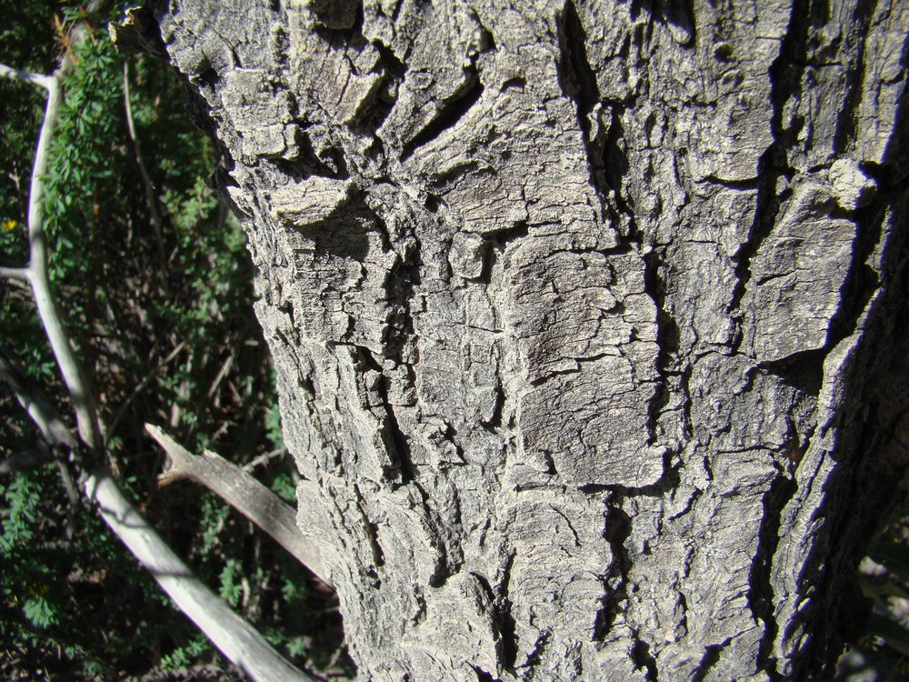 Image of Populus talassica specimen.