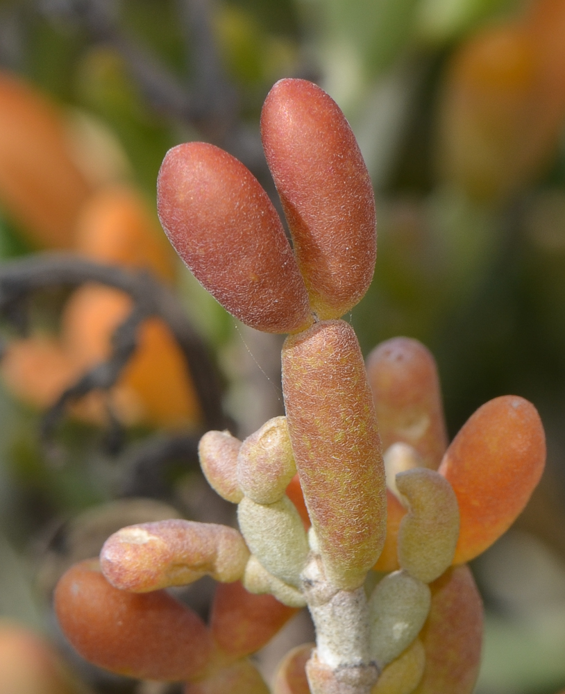 Изображение особи Tetraena fontanesii.