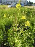 Sisymbrium loeselii. Верхушка цветущего растения. Тверь, мкр-н Южный, пустырь. 01.06.2016.