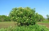 Sambucus williamsii. Цветущее растение. Приморский край, Партизанский р-н, окр. с. Новая Сила, долина р. Партизанской на правом берегу, по краю поля. 04.06.2016.