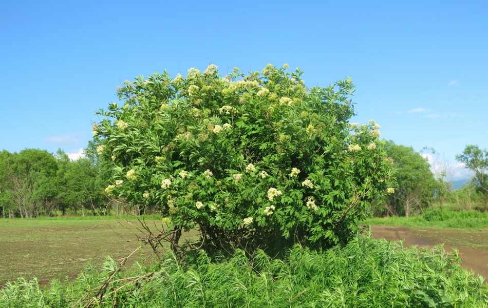 Изображение особи Sambucus williamsii.