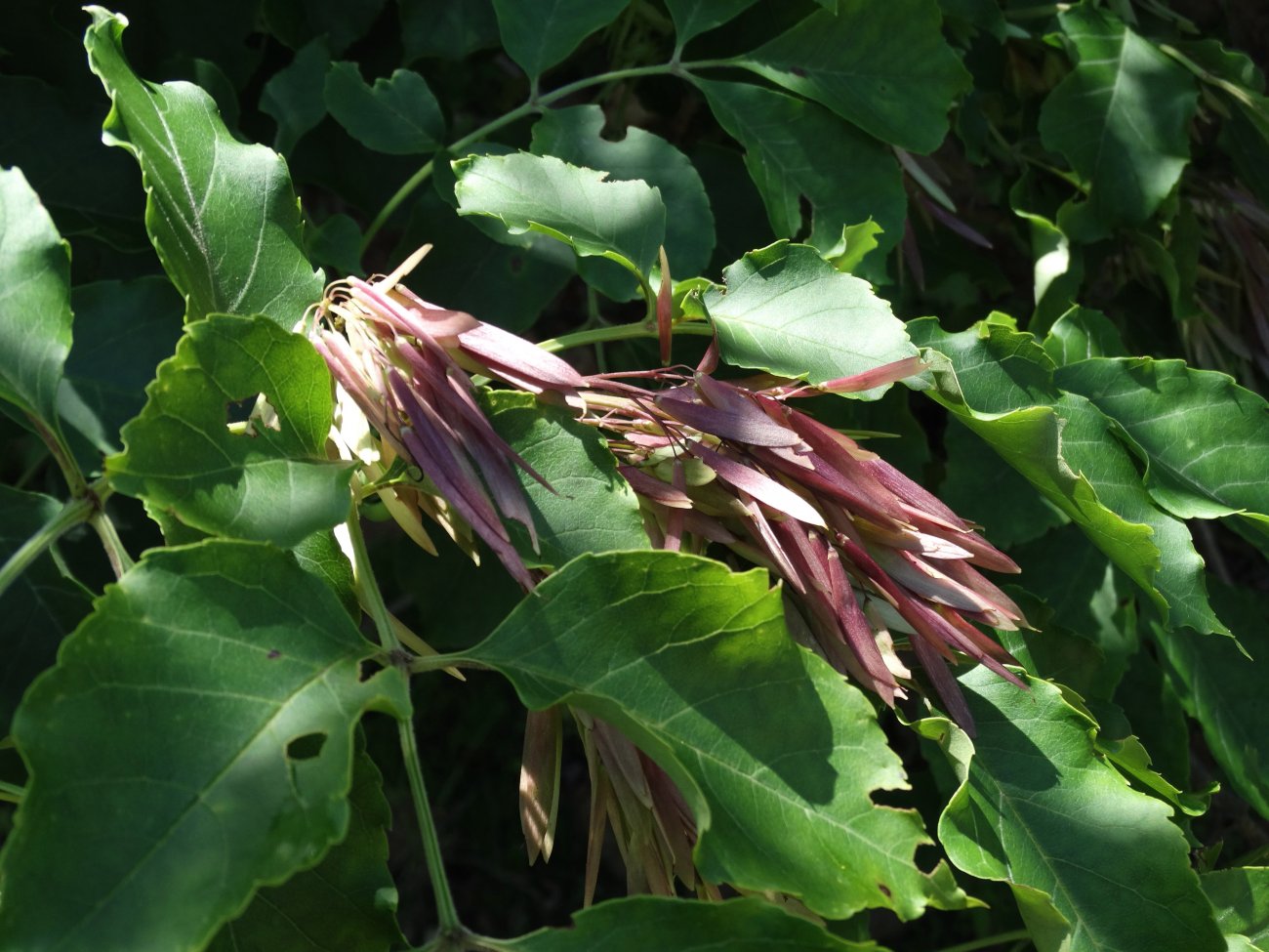 Изображение особи Fraxinus mandshurica.