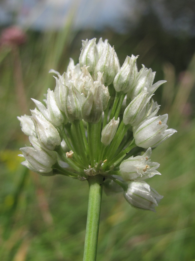 Изображение особи Allium albiflorum.