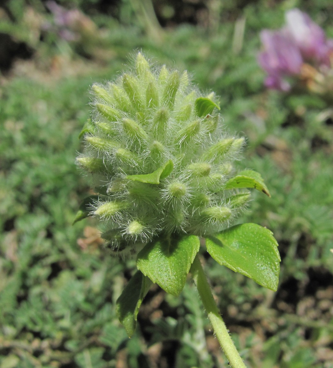 Изображение особи Ziziphora puschkinii.