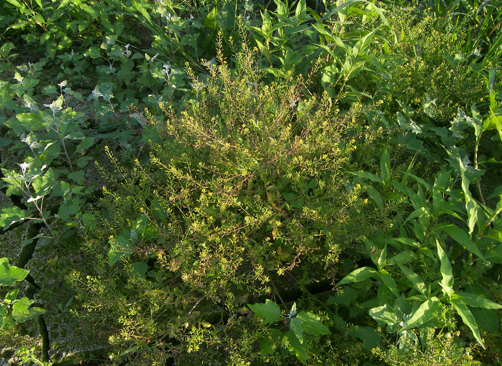 Image of Rorippa palustris specimen.