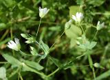 Cerastium davuricum