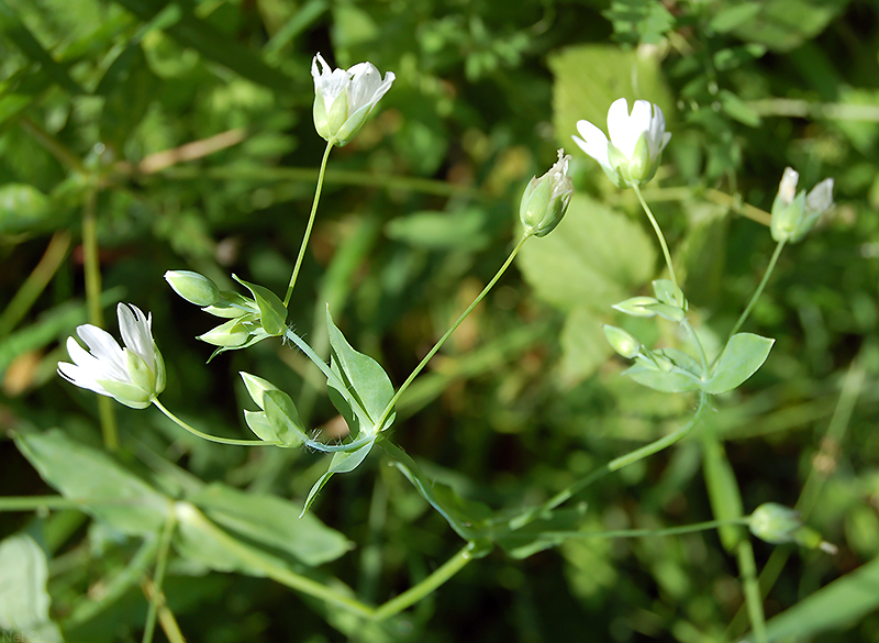 Изображение особи Cerastium davuricum.