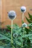 Echinops exaltatus