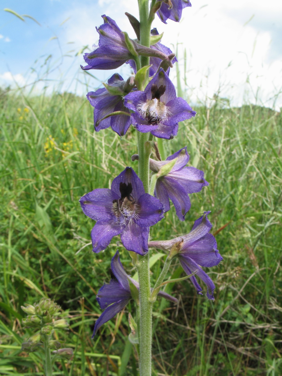 Изображение особи Delphinium confusum.