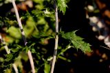 Echinops tataricus. Лист. Татарстан, Новошешминский р-н, остепненный луг на увале в окр. села Татарское Утяшкино. 4 июля 2016 г.