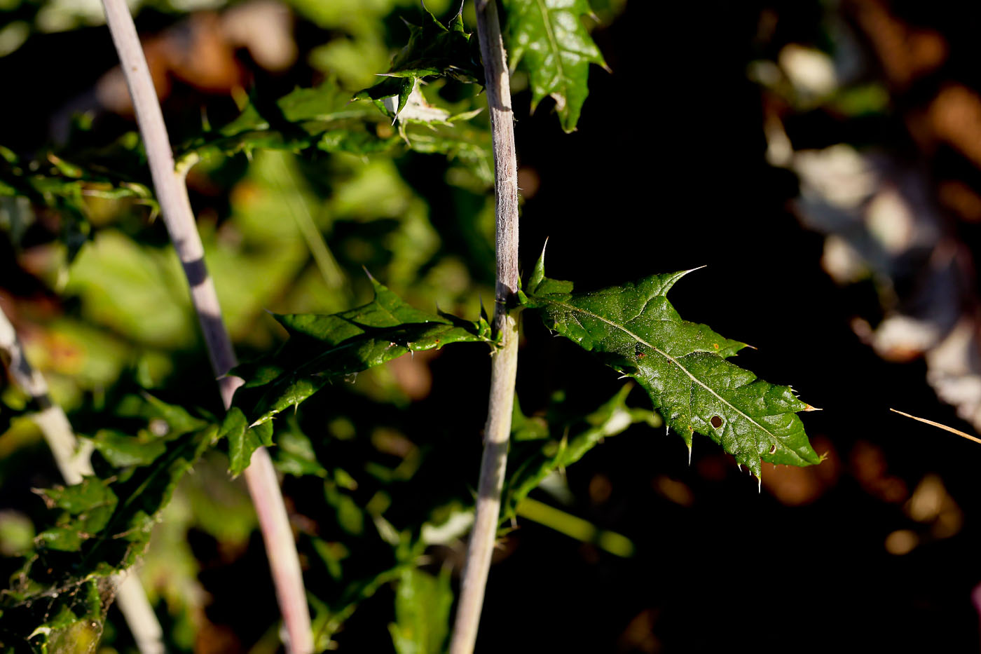 Image of Echinops tataricus specimen.