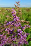 Limonium gmelinii