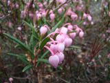 Andromeda polifolia. Верхушка цветущего растения. Ямало-Ненецкий АО, г. Надым, заболоченный берег озера Янтарное на западной окраине города. 8 июня 2012 г.