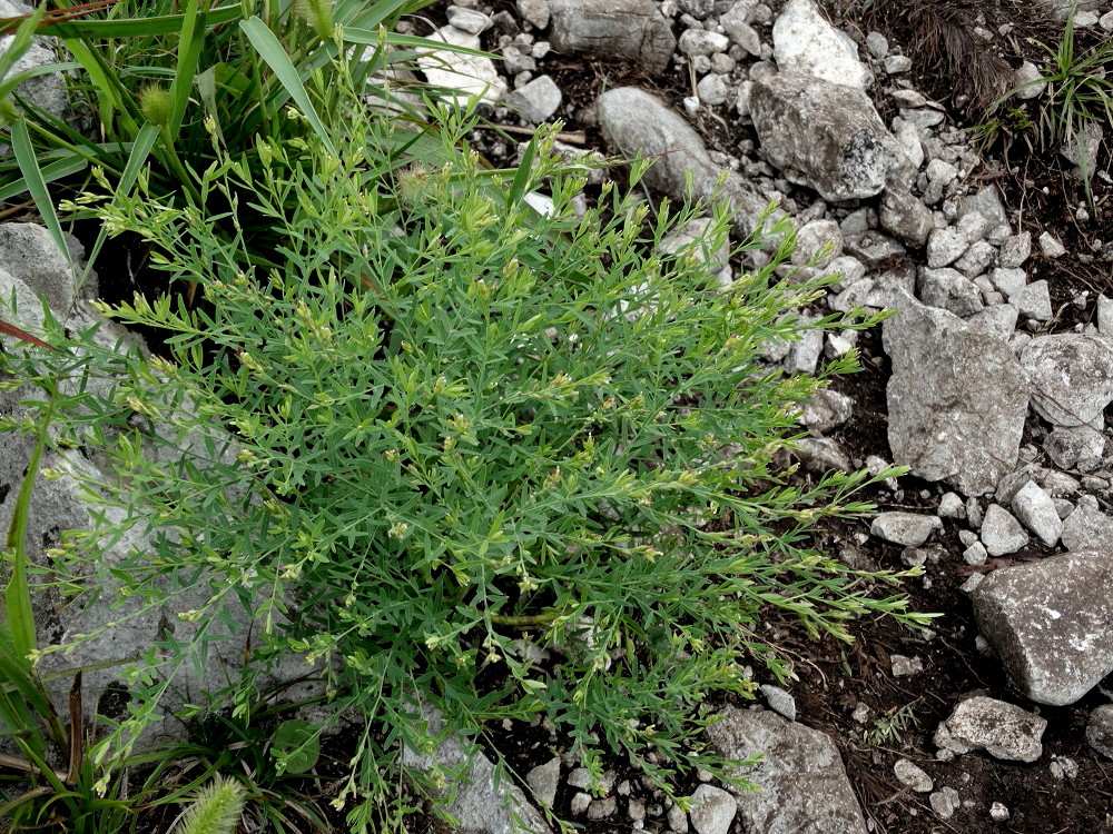 Image of Diarthron linifolium specimen.