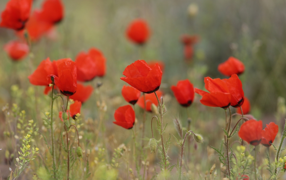 Изображение особи Papaver pavoninum.