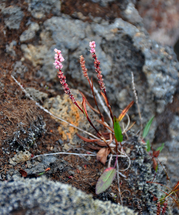 Image of Bistorta vivipara specimen.