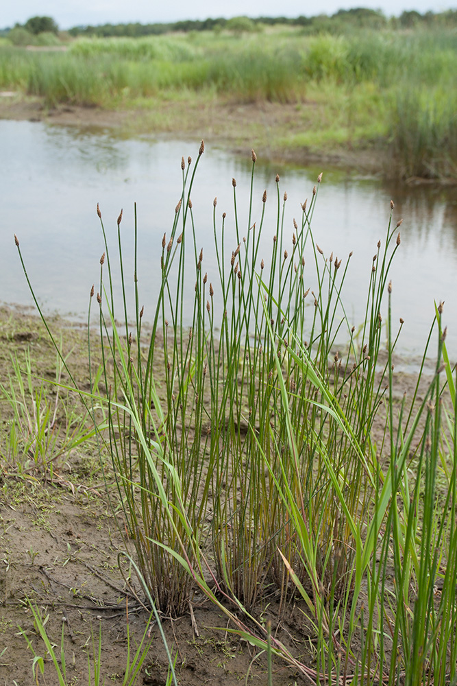 Image of Eleocharis lindbergii specimen.