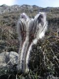 Pulsatilla taurica