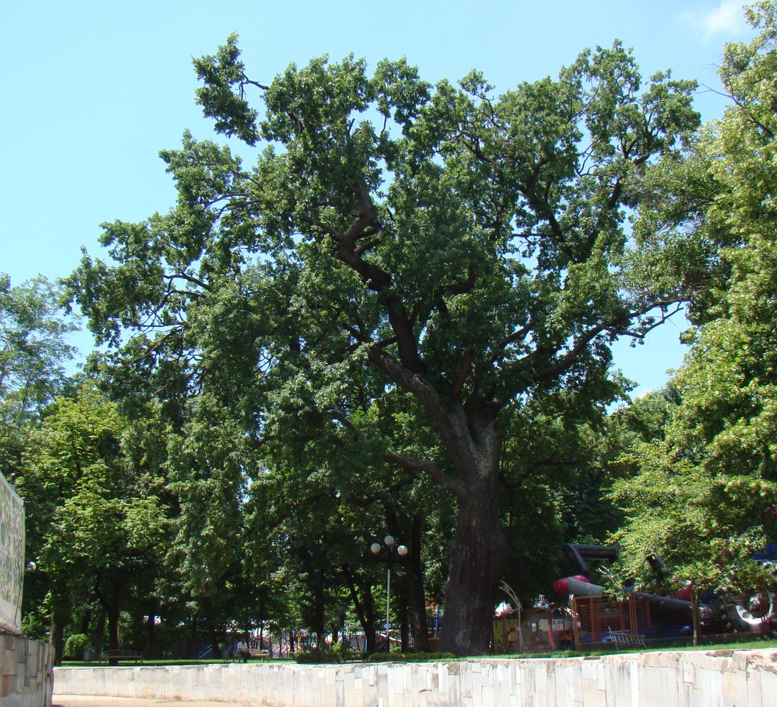 Изображение особи Quercus robur.