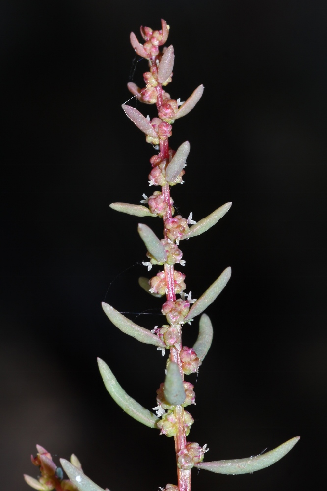 Image of Suaeda heteroptera specimen.