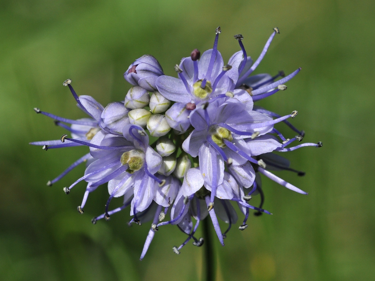 Image of Allium stenodon specimen.