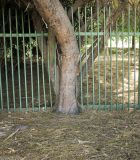 Parkinsonia aculeata. Нижняя часть старого дерева. Израиль, Шарон, г. Тель-Авив, ботанический сад \"Сад кактусов\", у северной ограды сада. 02.05.2016.