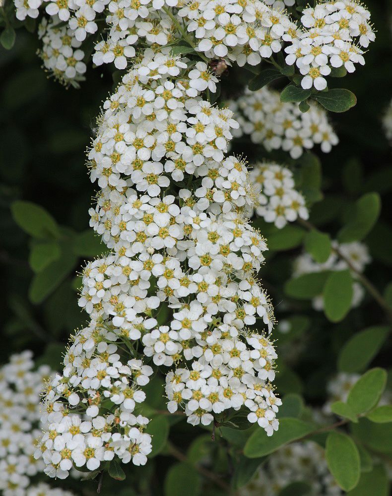 Image of Spiraea × cinerea specimen.