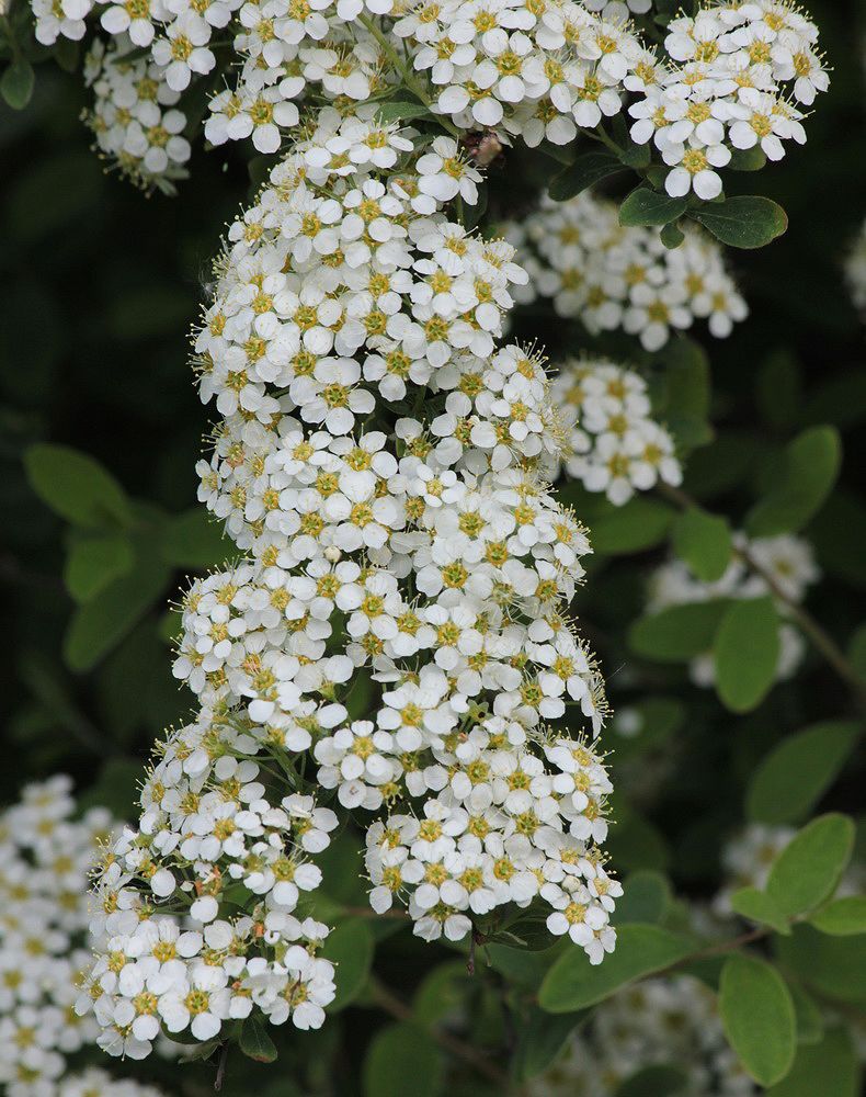 Изображение особи Spiraea &times; cinerea.