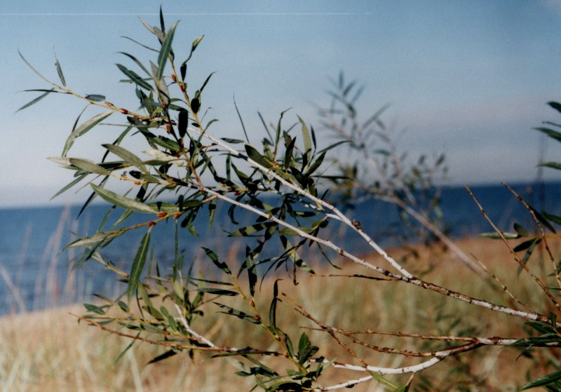 Image of Salix acutifolia specimen.