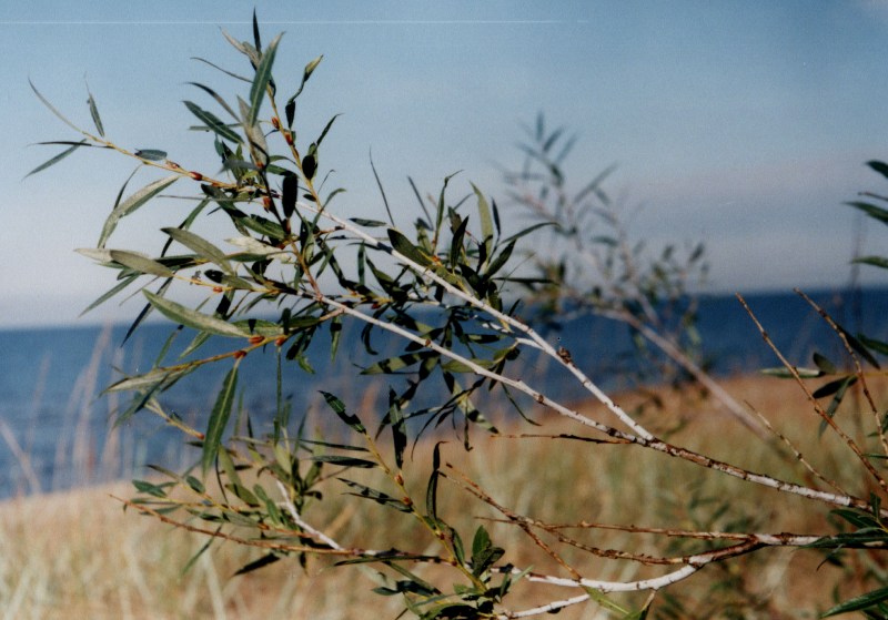 Изображение особи Salix acutifolia.