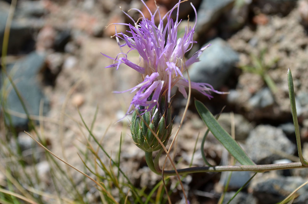 Image of Klasea procumbens specimen.