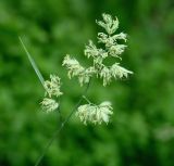 Dactylis glomerata. Соцветие. Иркутская обл., окр. Иркутска. 27.06.2016.