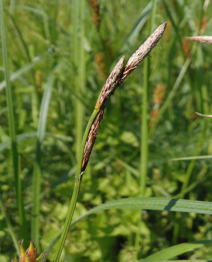 Изображение особи Carex hirta.