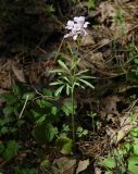 Cardamine trifida