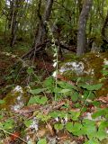 Campanula alliariifolia