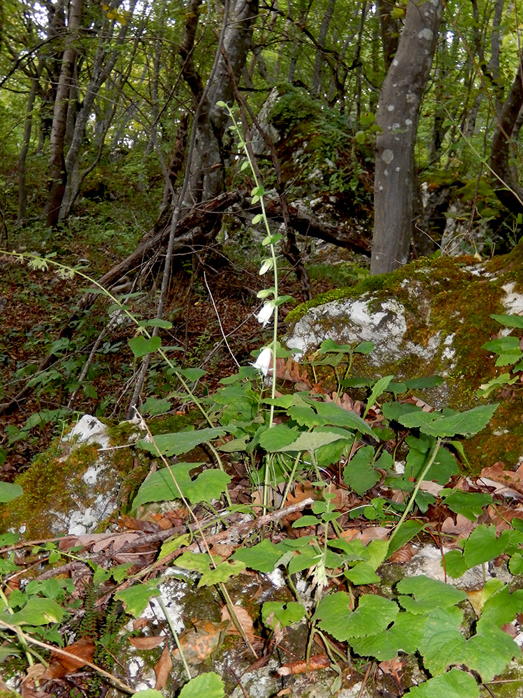 Изображение особи Campanula alliariifolia.