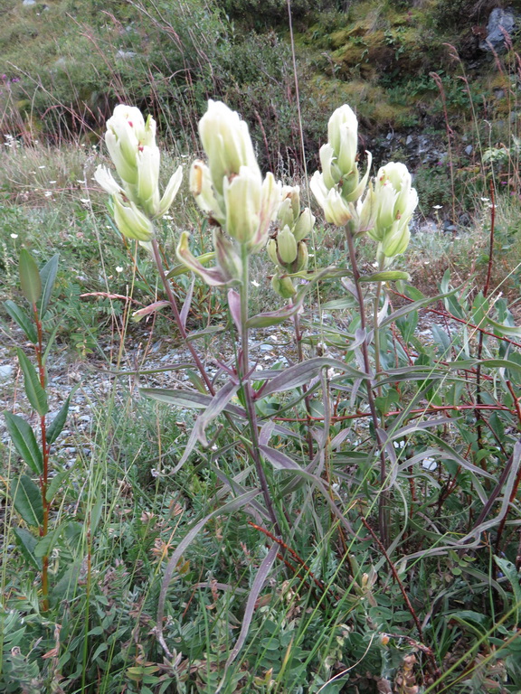 Изображение особи Castilleja pallida.