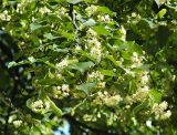 Tilia cordata
