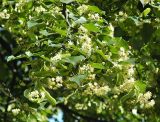 Tilia cordata. Часть ветви с цветками. Польша, Варшава. 27.06.2009.