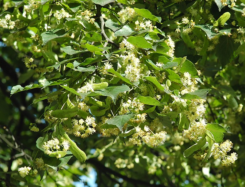 Изображение особи Tilia cordata.