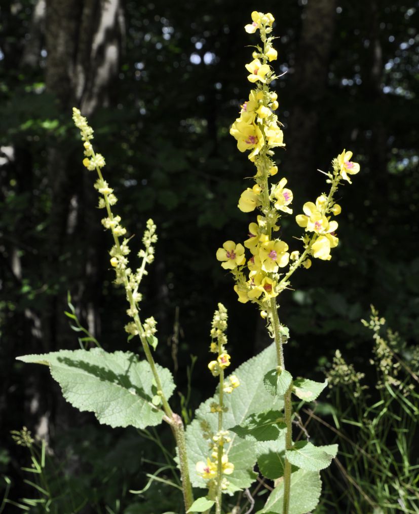 Изображение особи Verbascum nigrum.