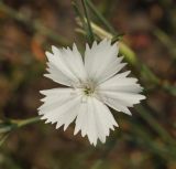 Dianthus ramosissimus. Цветок. Восточный Казахстан, Кокпектинский р-н, 25 км в горы от с. Пантелеймоновка, 1000 м н.у.м., вершина сопки. 19.07.2015.